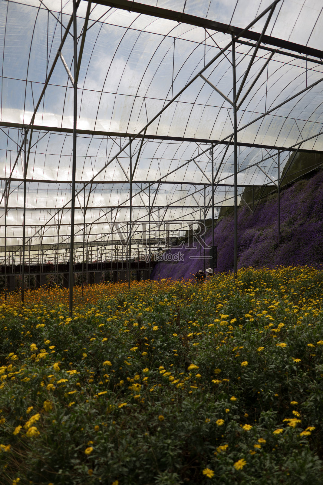 在温室里种花。照片摄影图片