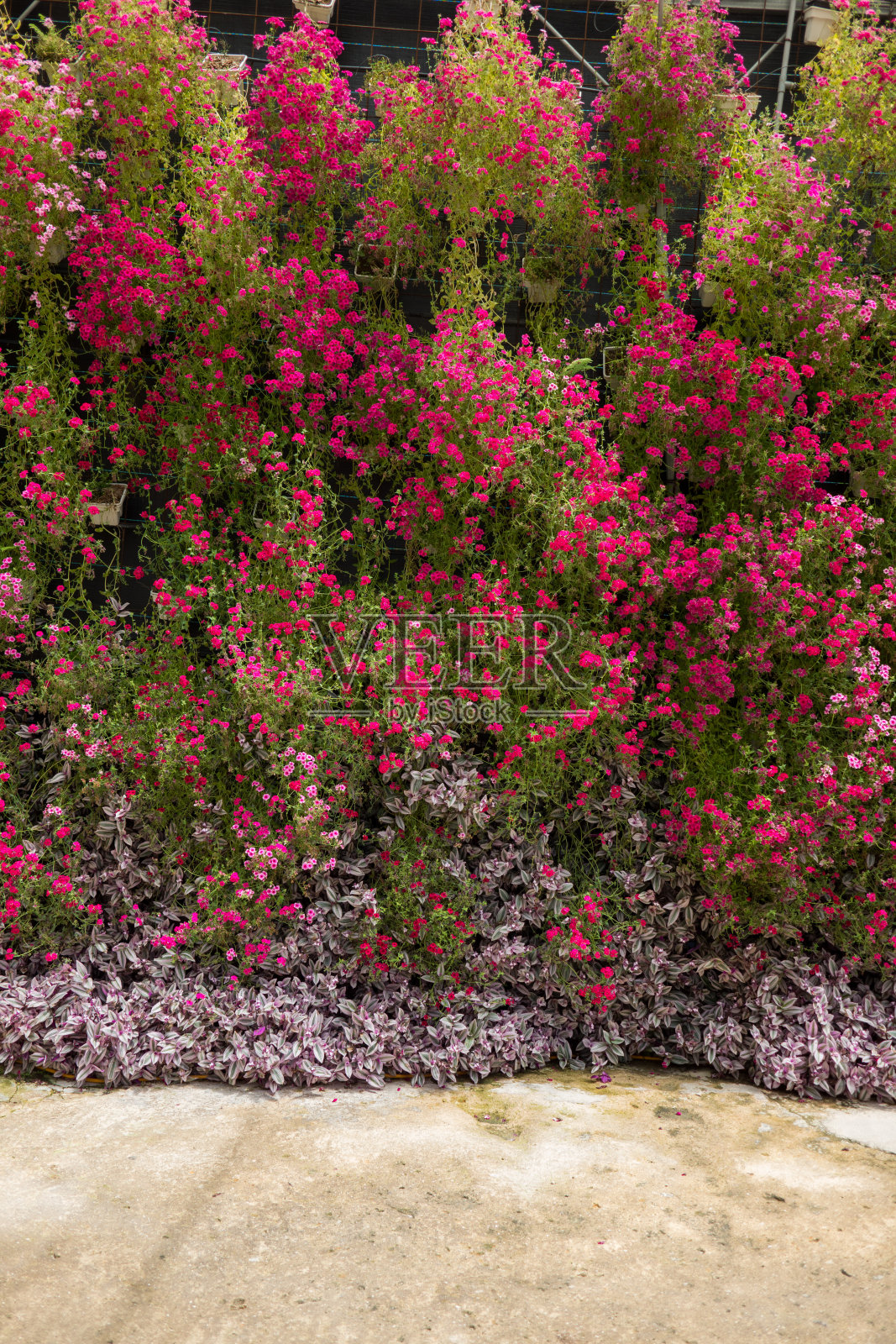 温室农场里一排排盛开的植物照片摄影图片