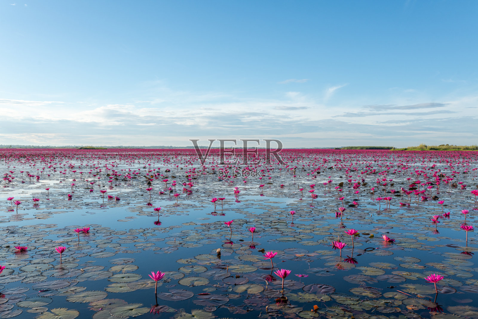 泰国乌隆他尼省清晨的红莲湖美景照片摄影图片