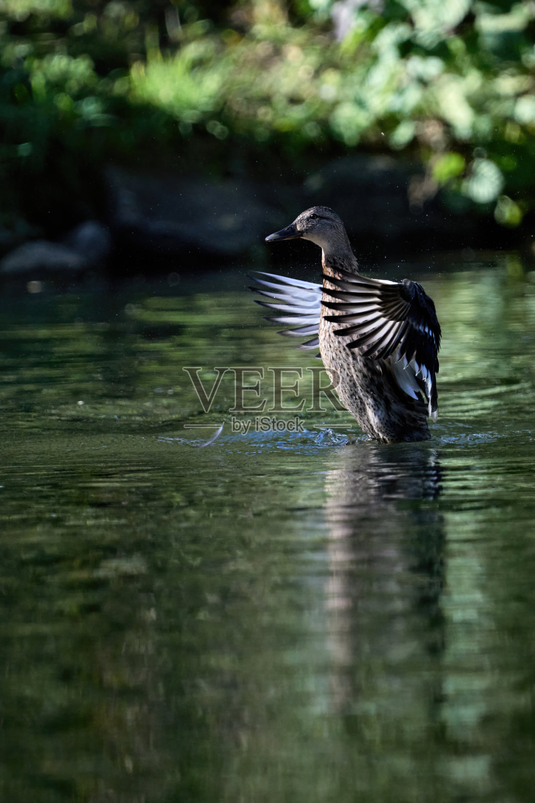 母鸭直立在水中，拍打着翅膀照片摄影图片