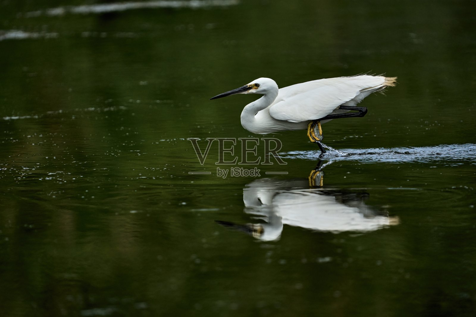 一只黄脚小白鹭在觅食照片摄影图片
