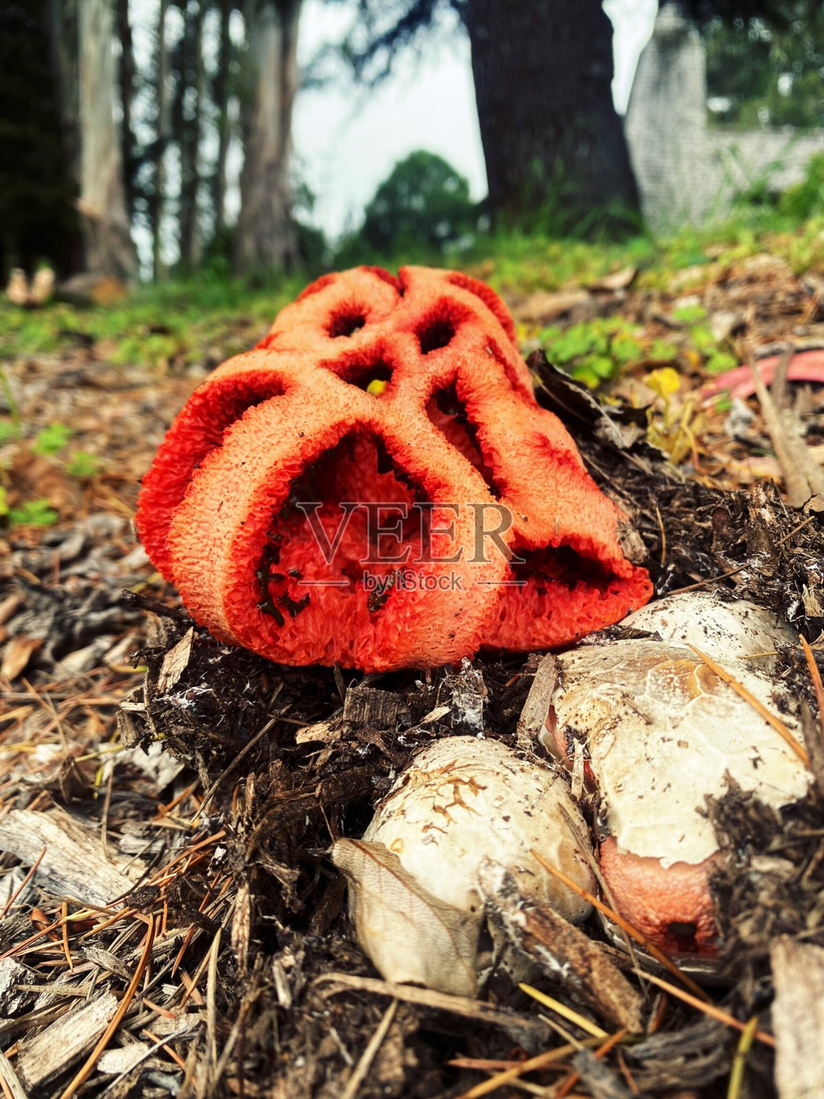 红格菇照片摄影图片