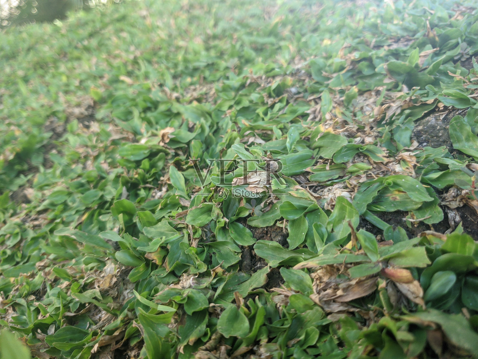 美丽的草，鲜艳的绿色照片摄影图片