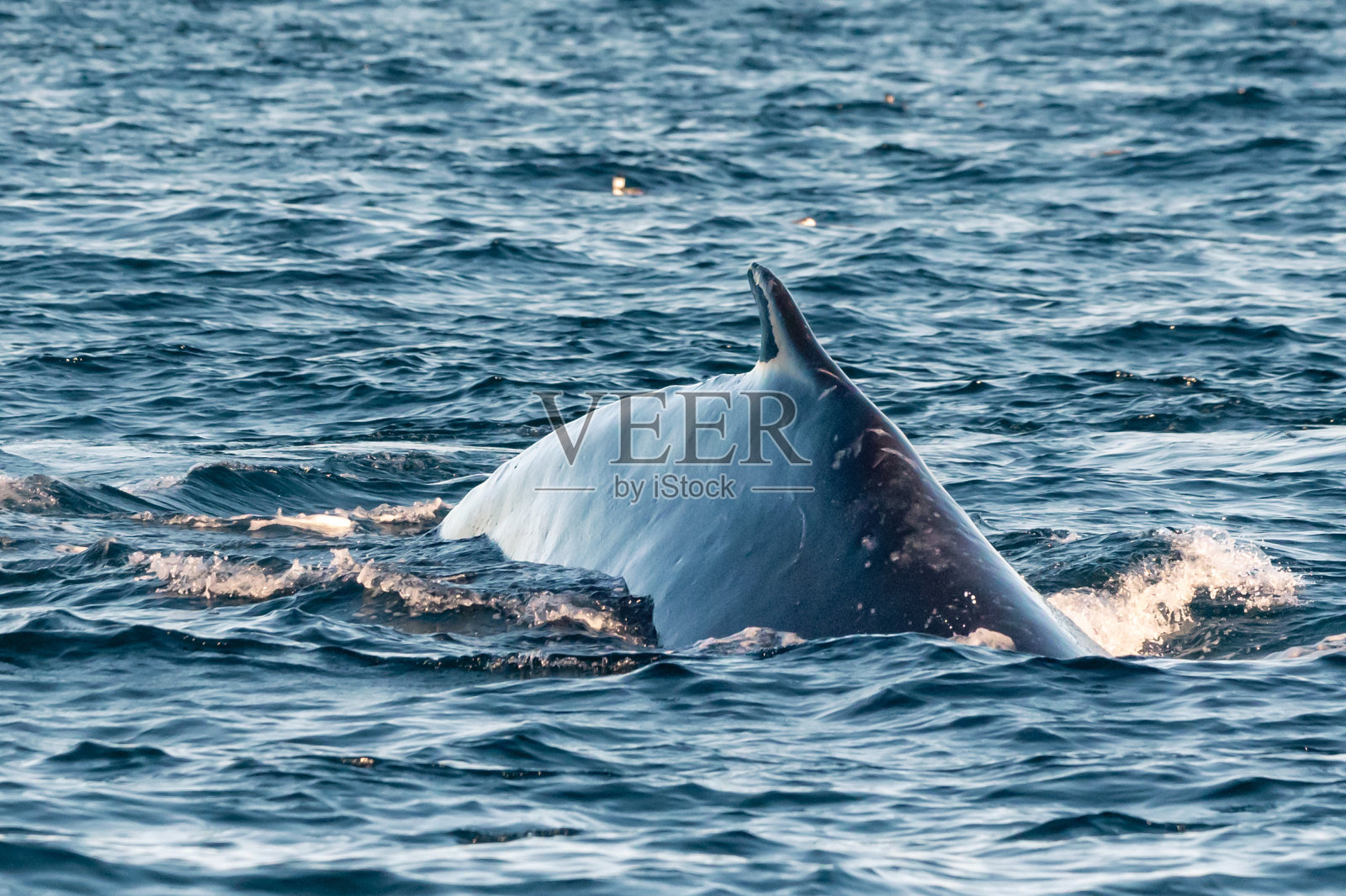 座头鲸背鳍特写照片摄影图片