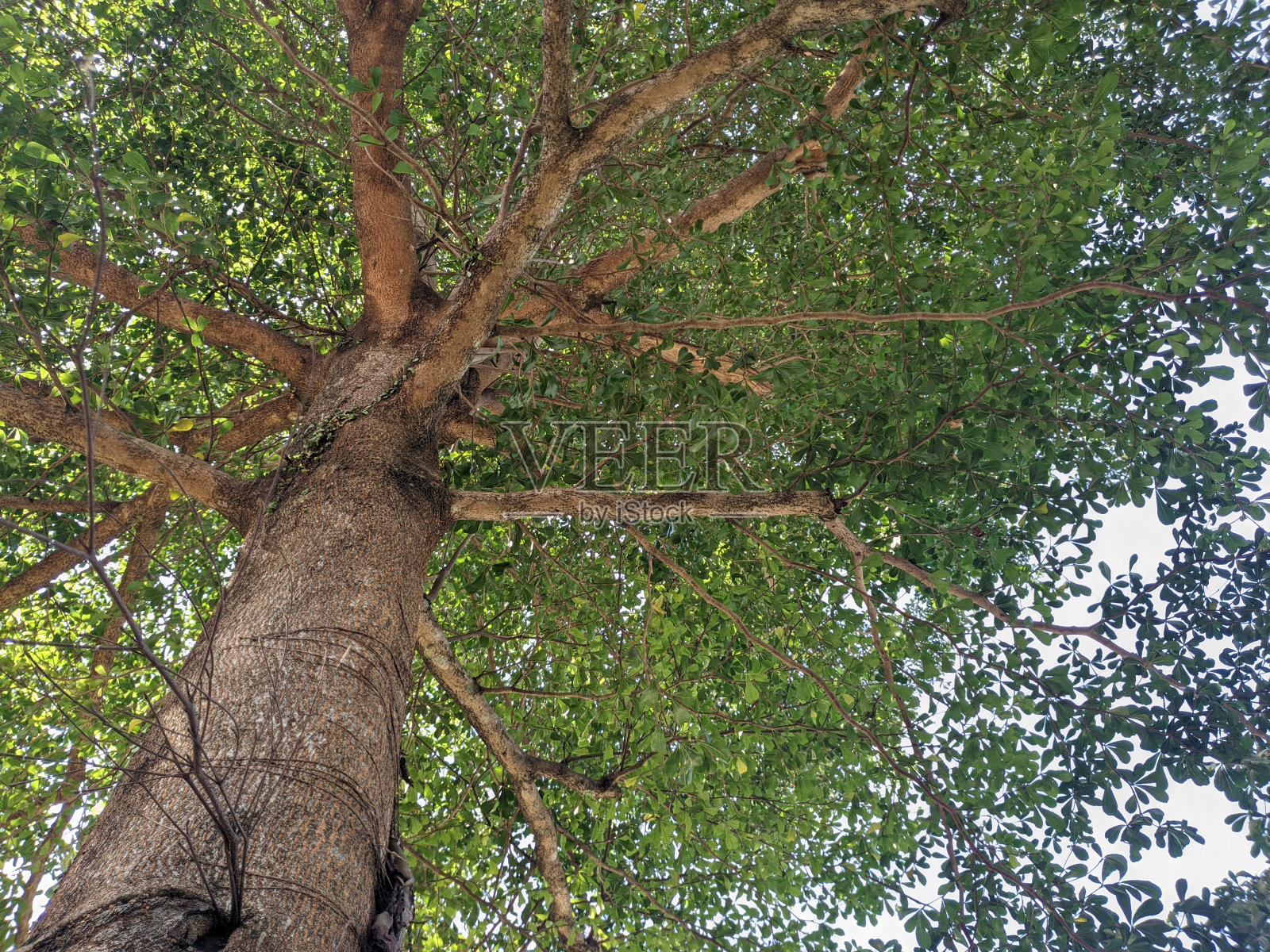 一棵枝繁叶茂的美丽大树照片摄影图片