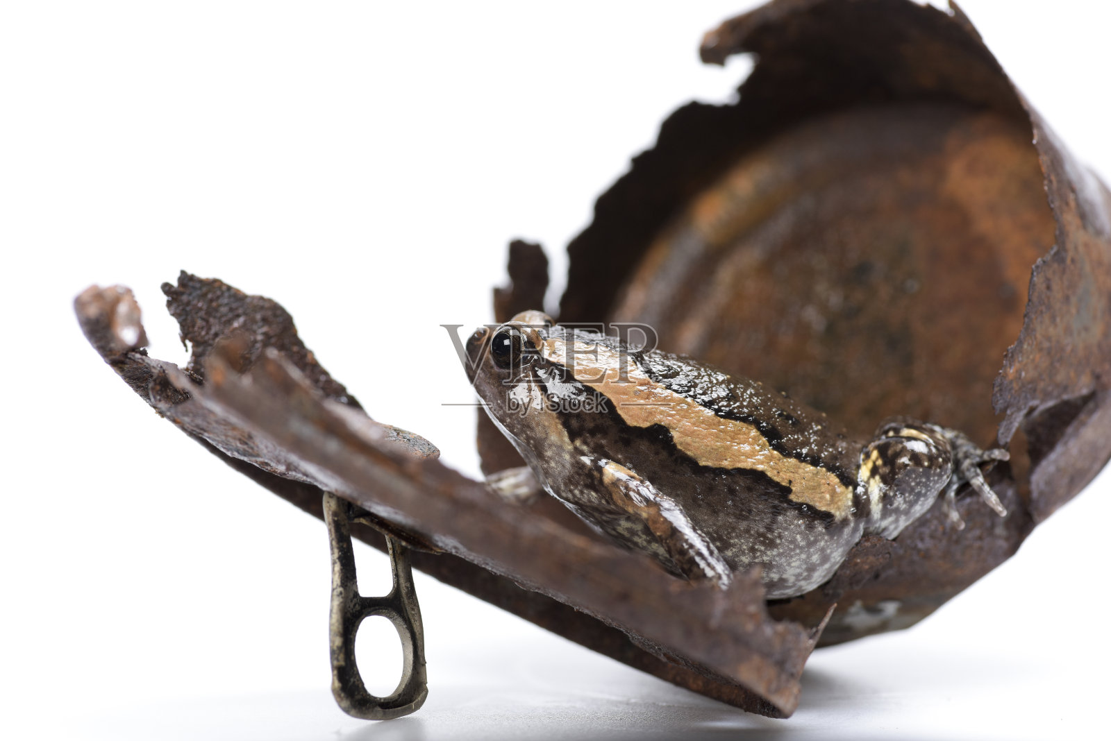 带条纹的牛蛙在生锈的旧锡罐里。照片摄影图片