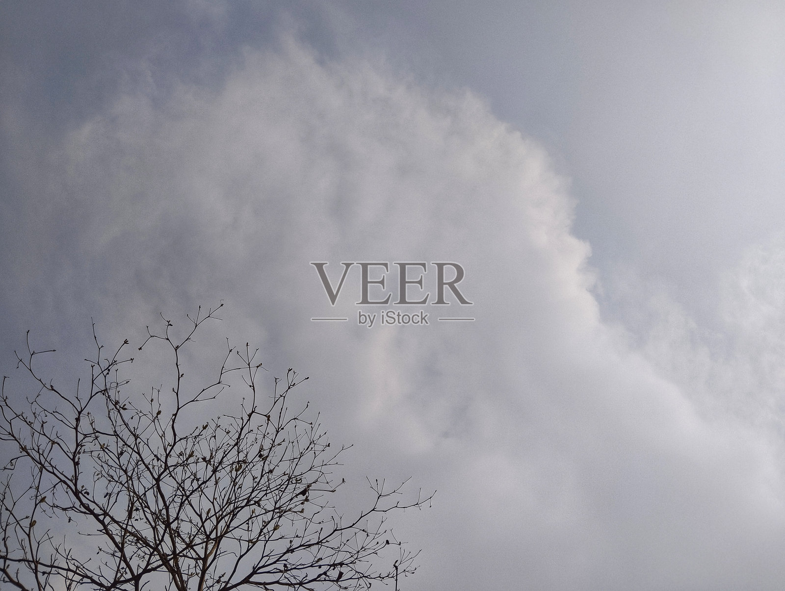 在云和天空的背景下树枝的剪影照片摄影图片