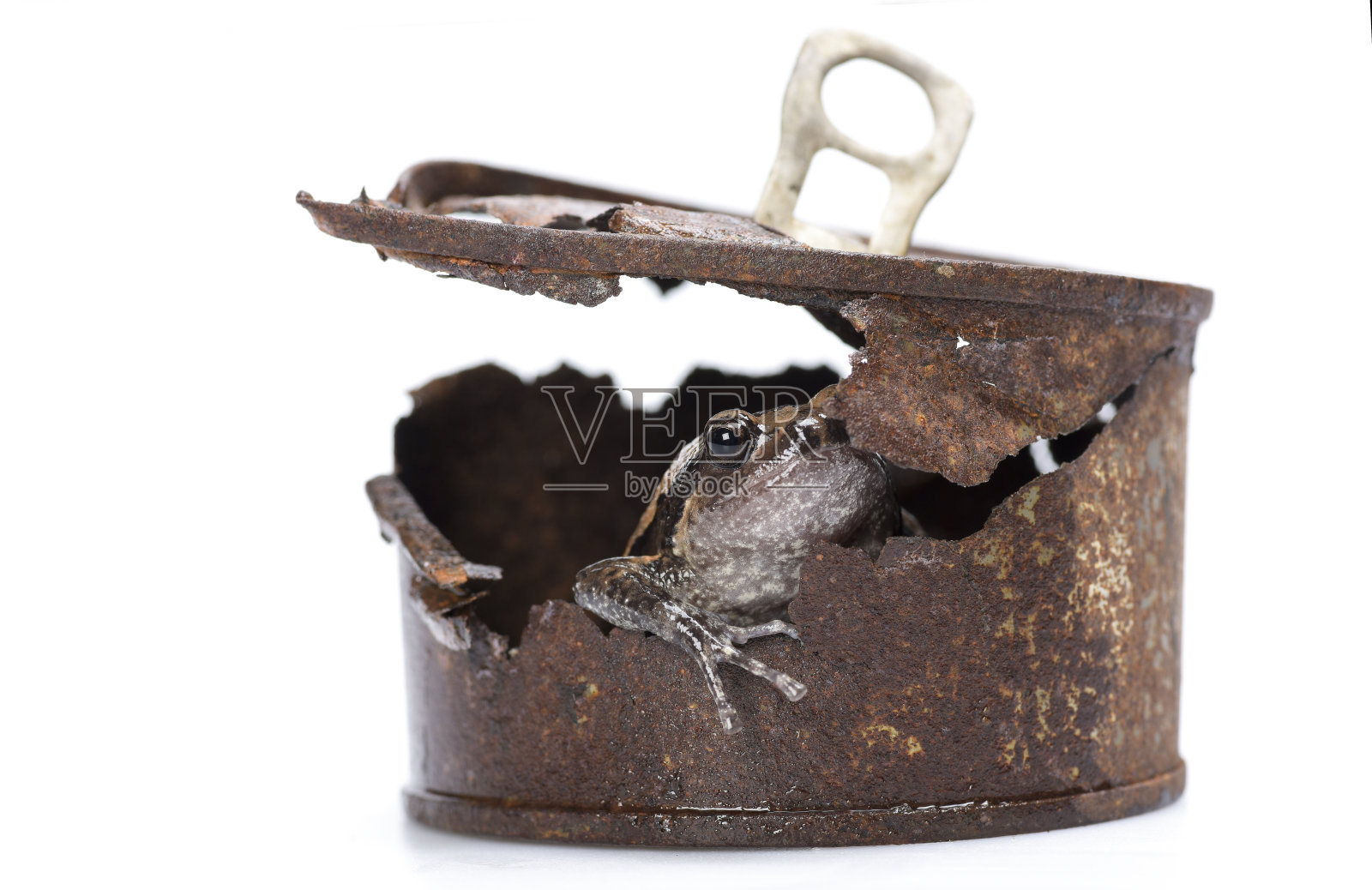 带条纹的牛蛙在生锈的旧锡罐里。照片摄影图片