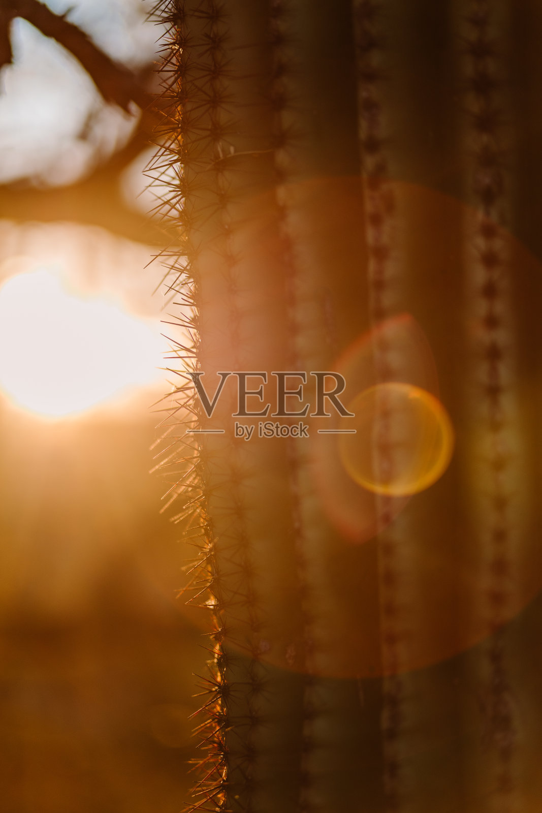 国家公园傍晚黄金时段的仙人掌特写照片摄影图片