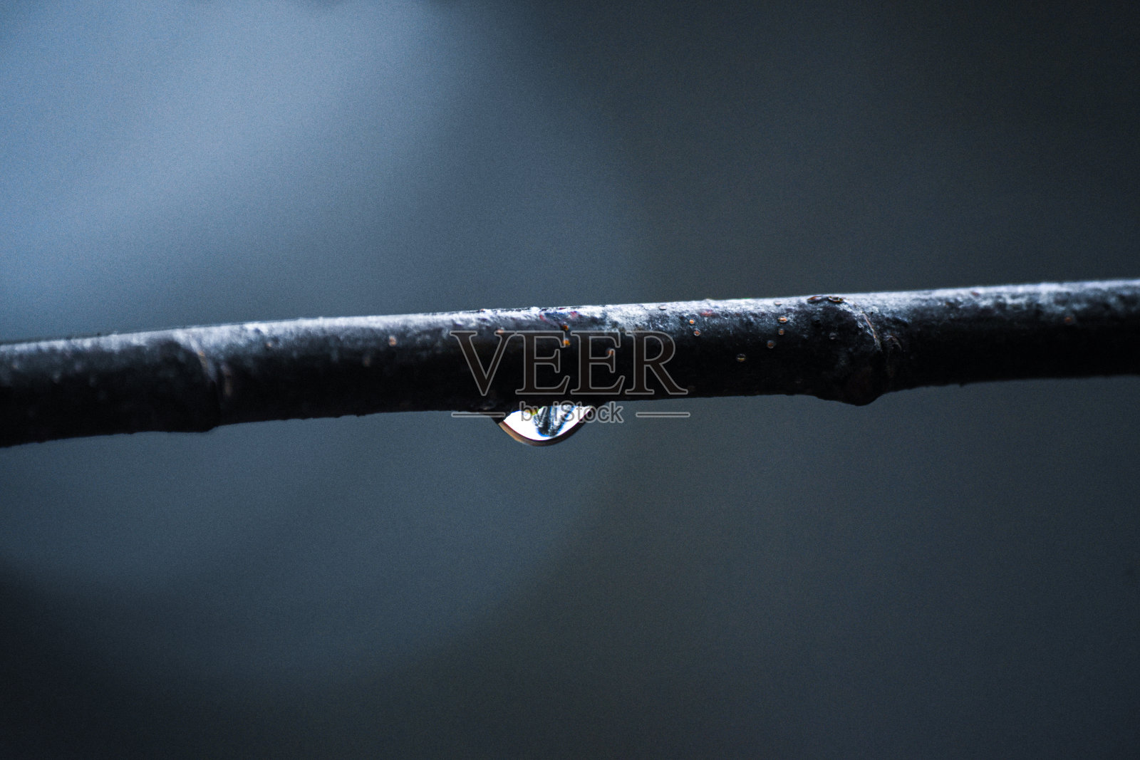 叶照片摄影图片