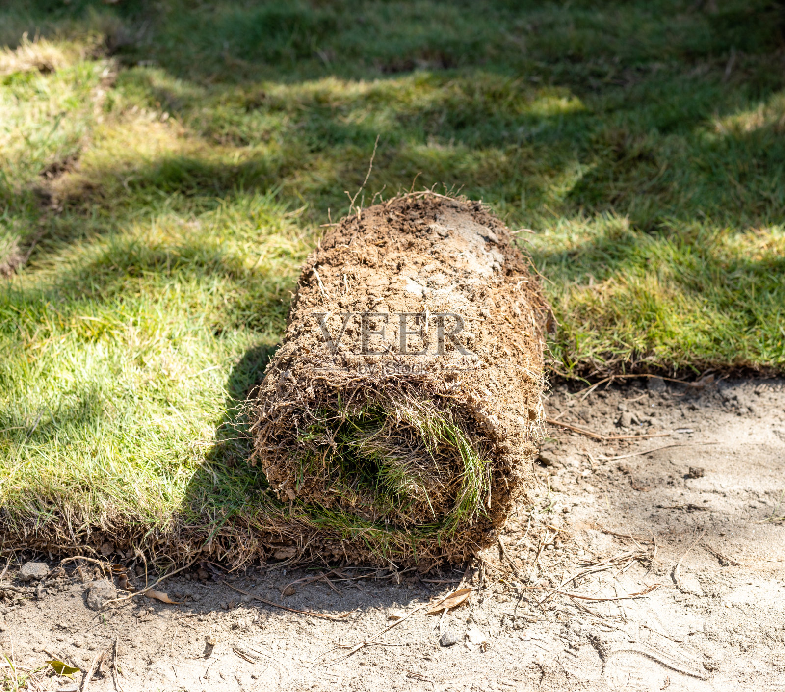 为新草坪的特写镜头铺设草片照片摄影图片
