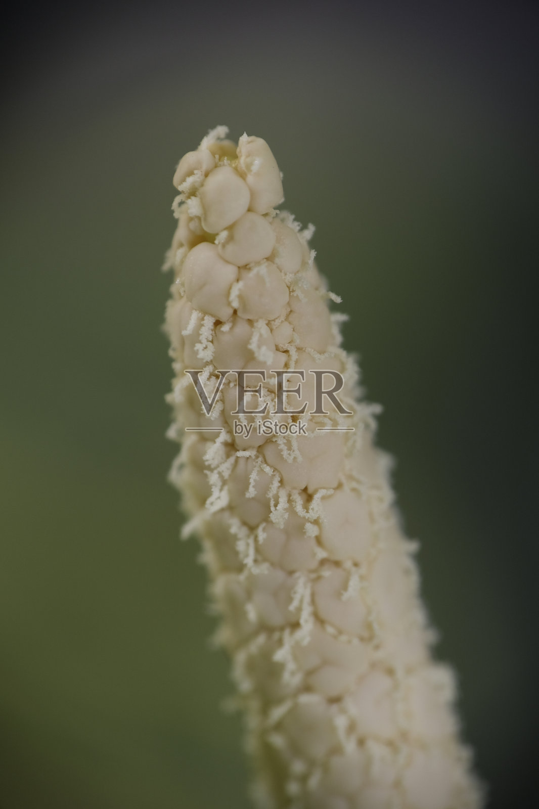 白色花蕾的特写。照片摄影图片