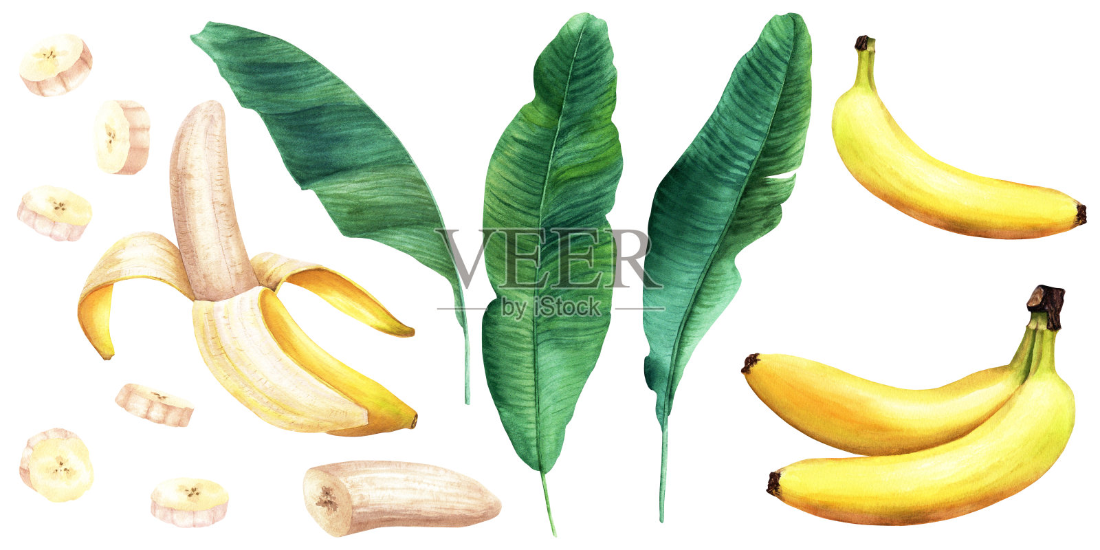 香蕉树的叶子和果实，浆果香蕉。手绘植物水彩插图孤立的白色背景。为剪贴画卡邀请标签包插画图片素材