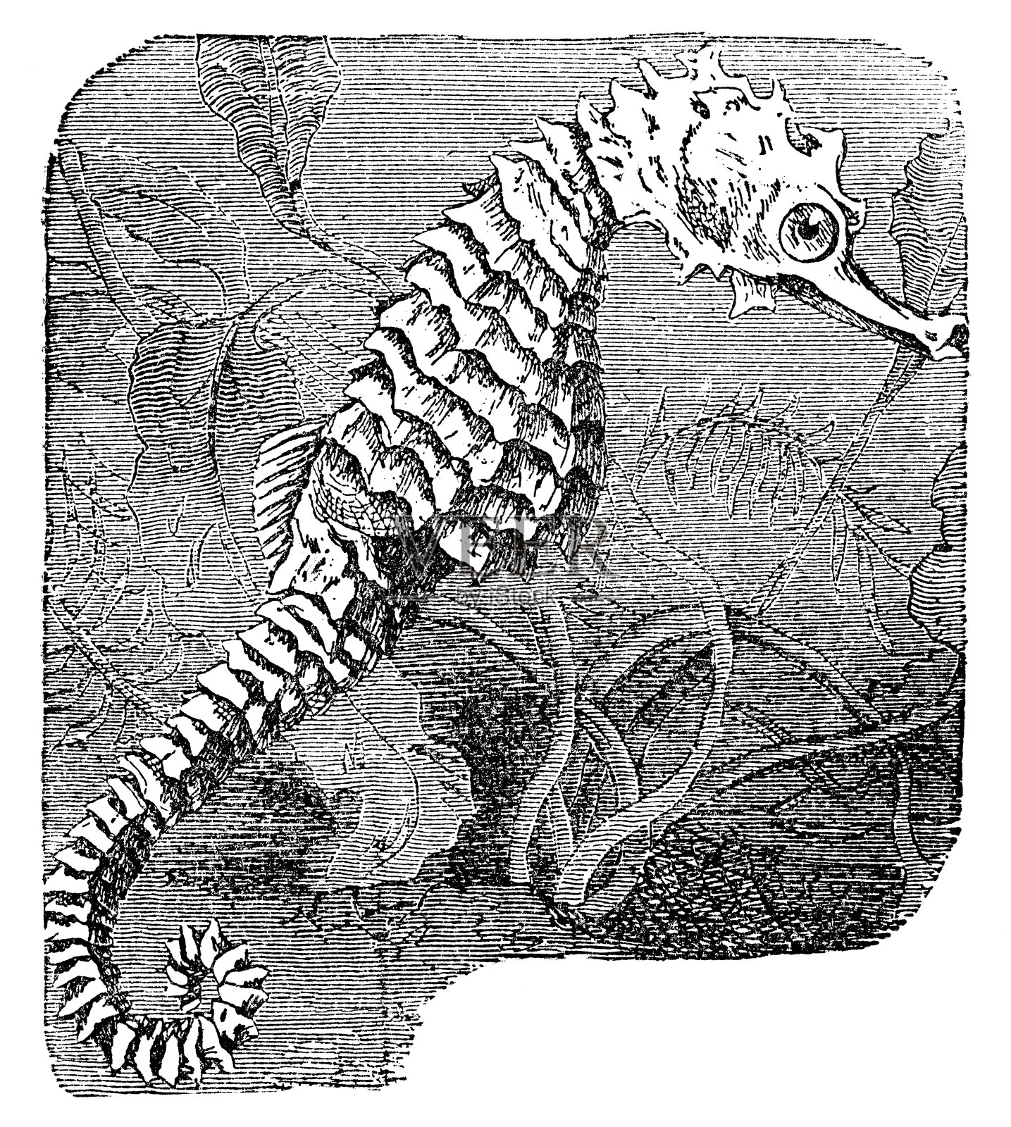 19世纪海马鱼（海马属）插画图片素材