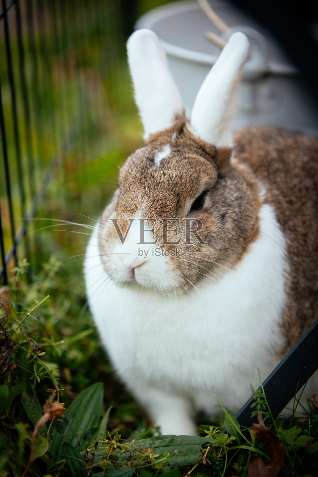 宠物兔照片摄影图片
