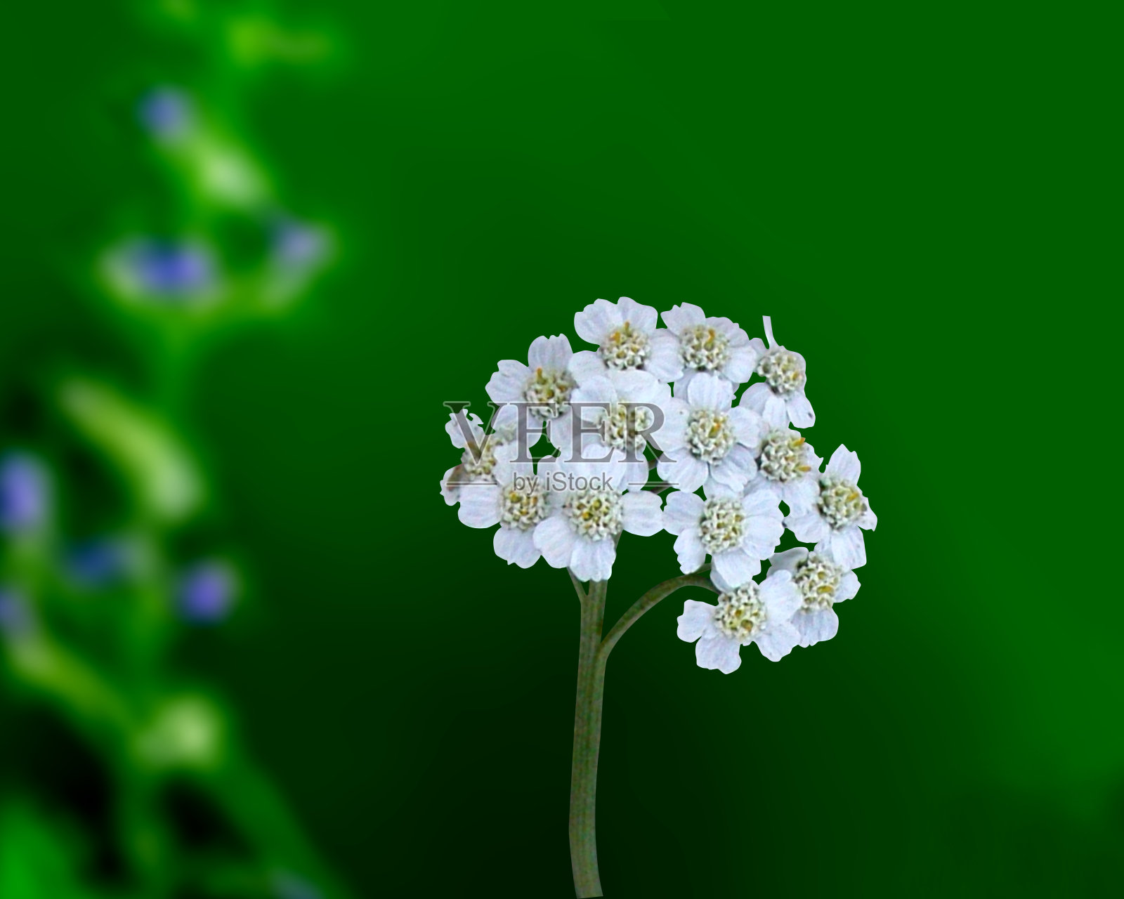 千叶蓍草，蓍草或普通蓍草照片摄影图片