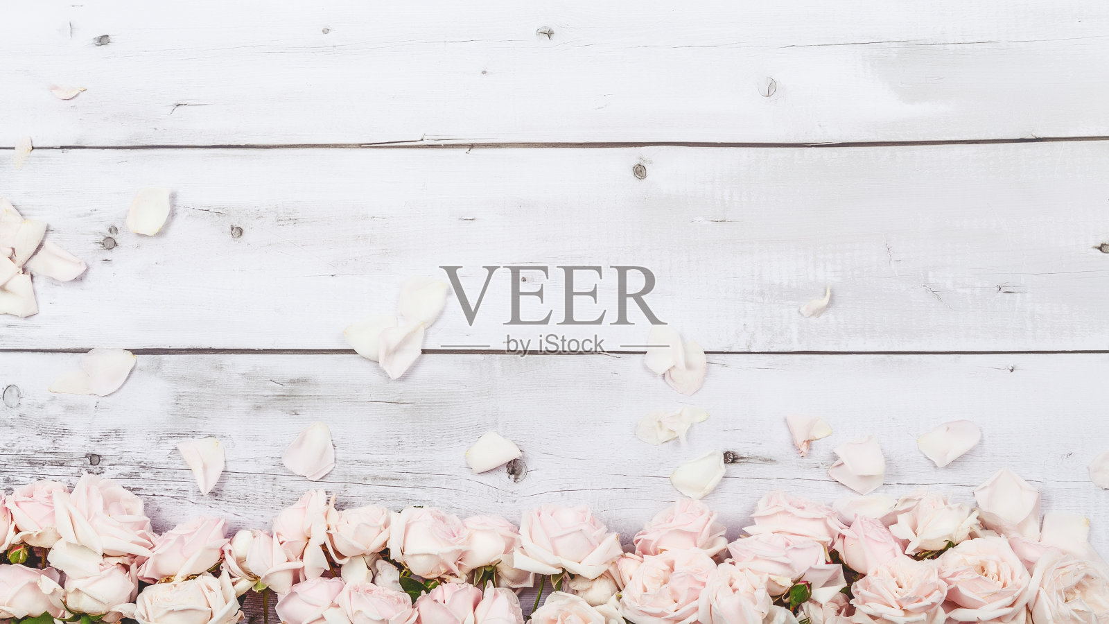 花组成。白色木制背景上的粉色玫瑰花。平铺，俯视图，复制空间。照片摄影图片