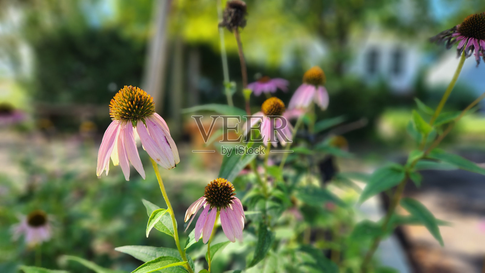 野紫锥花照片摄影图片