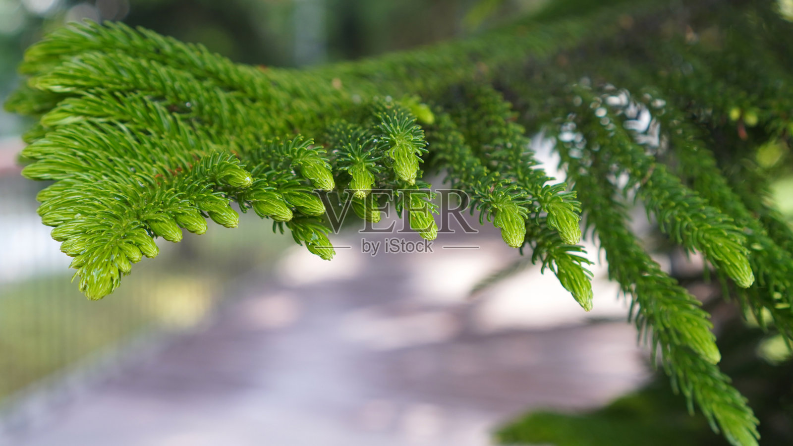 特写的新鲜和绿色的云杉树的背景。照片摄影图片