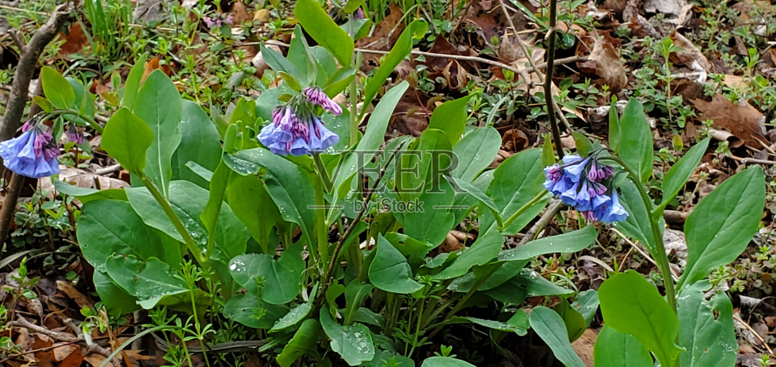 拉帕汉诺克河畔的鲜花照片摄影图片
