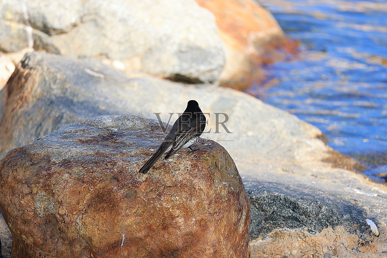 鸟照片摄影图片