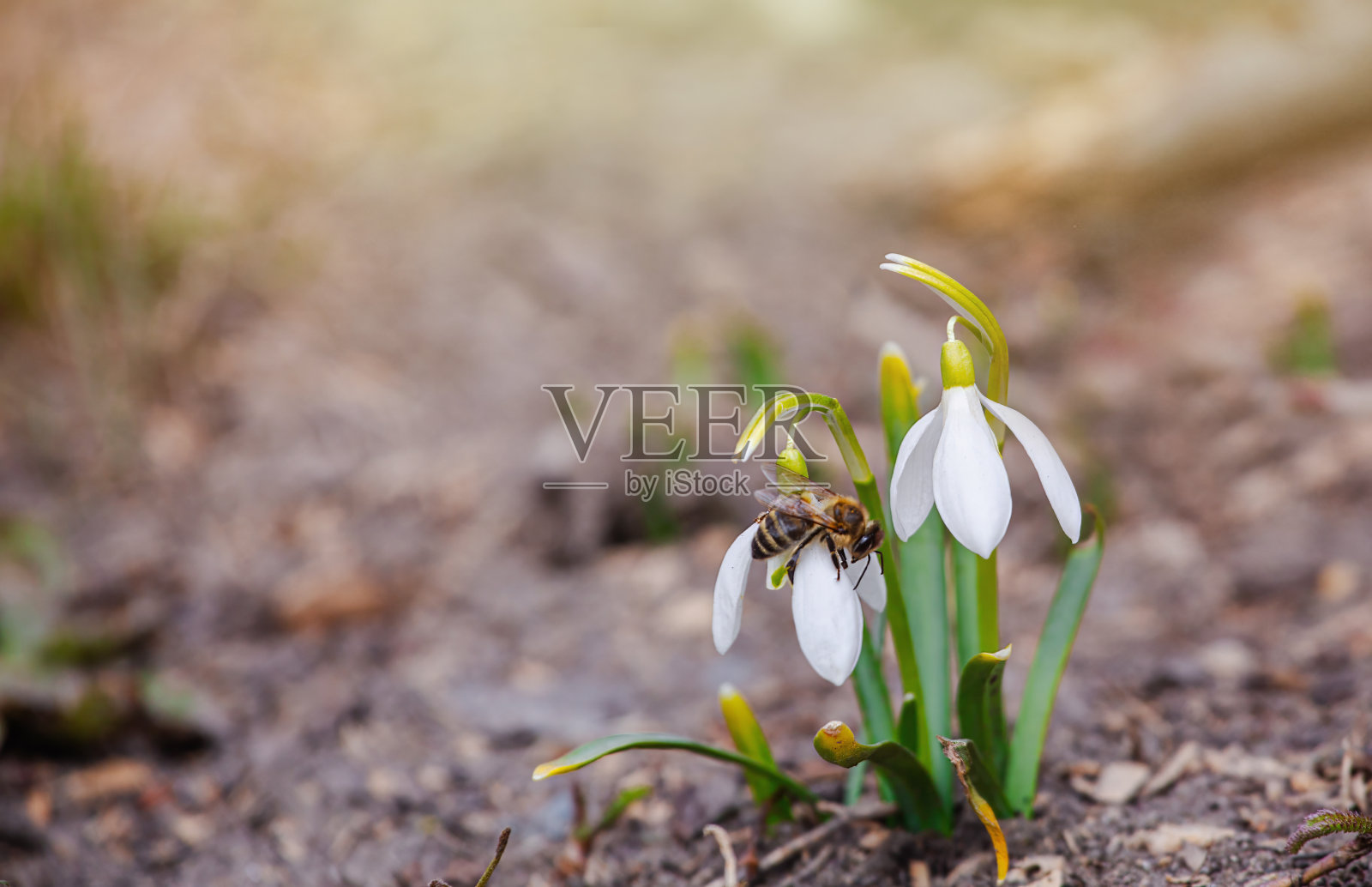 蜜蜂从雪花莲中采集花蜜。雪花莲蜂蜜。白色的雪花莲花在春天的森林里照片摄影图片