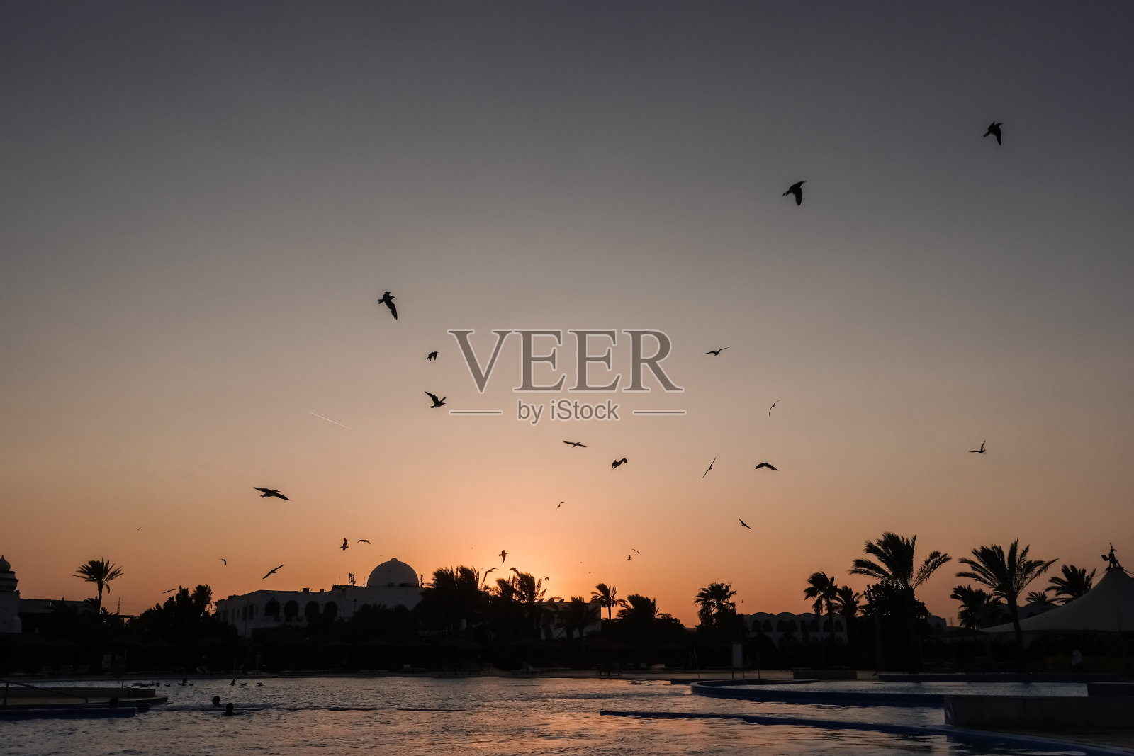 在一个度假胜地的日落时分，很多海鸥在游泳池里照片摄影图片