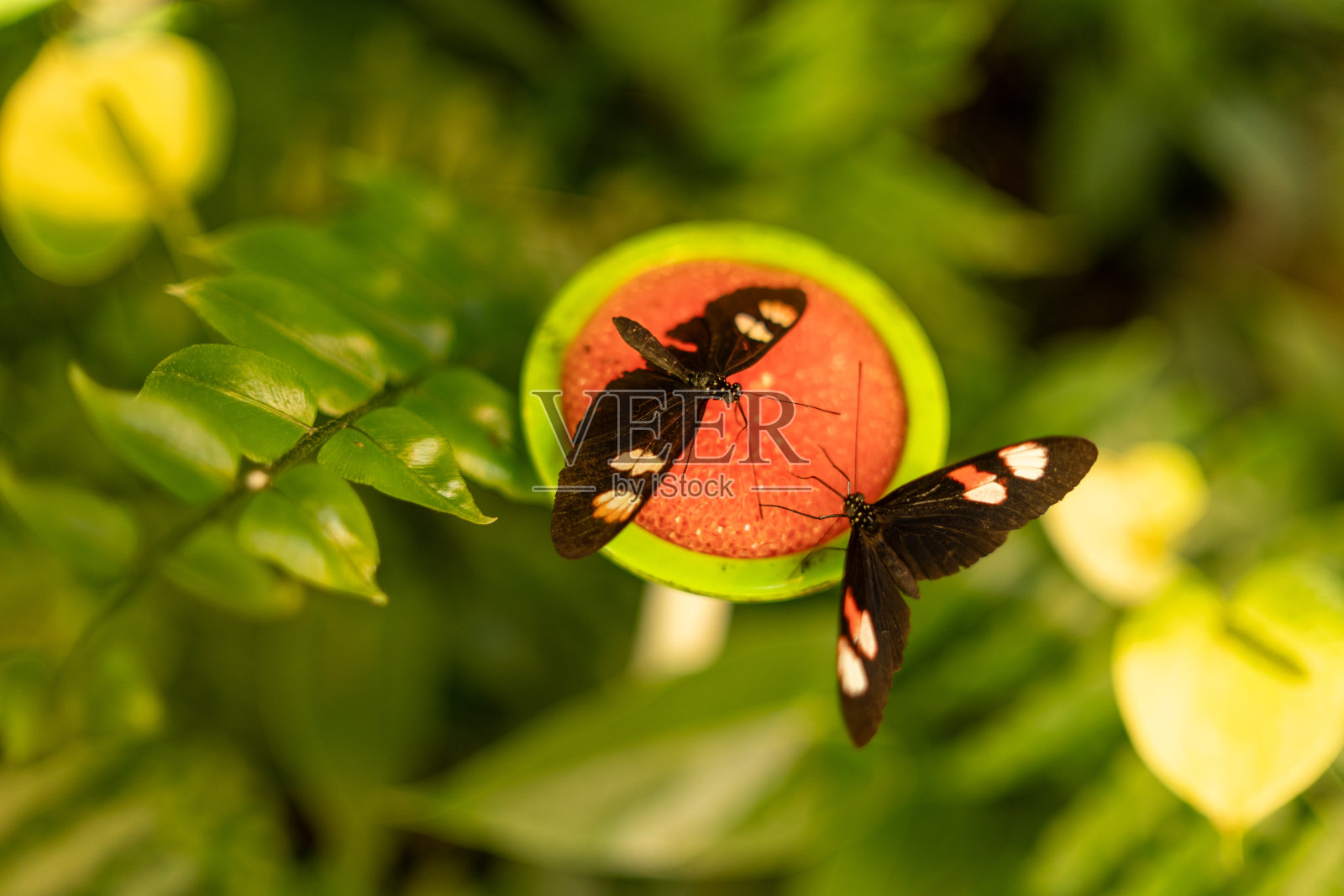 两只飞蛾在花园里相互作用照片摄影图片