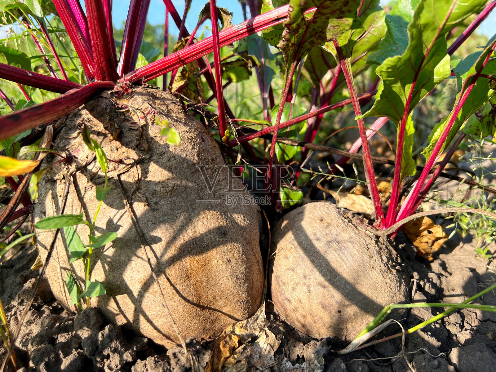 花园里种植的甜菜根蔬菜。照片摄影图片