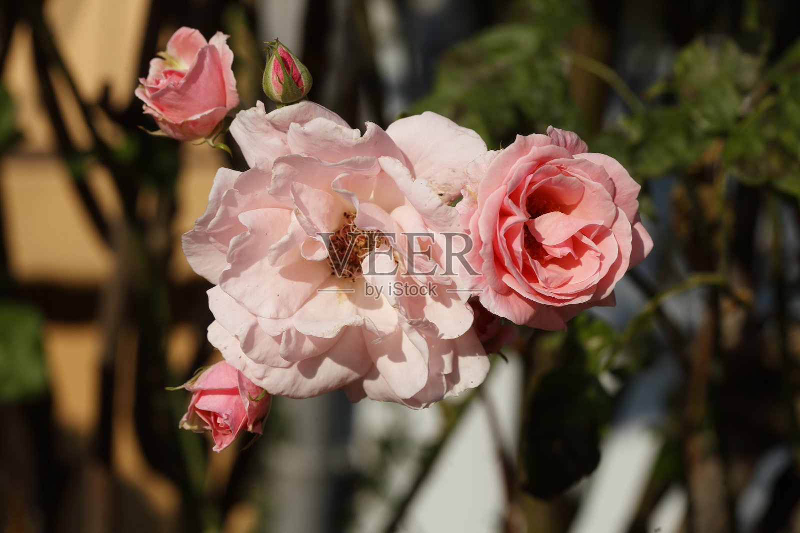 粉红玫瑰，德国照片摄影图片