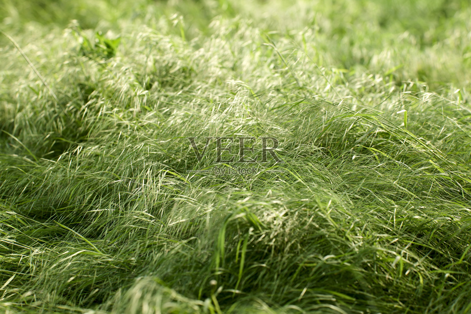 FRESNES-SUR-MARNE照片摄影图片