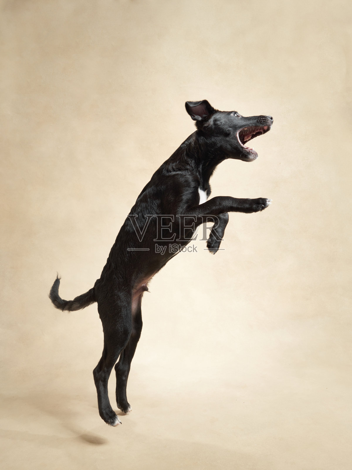 米色背景上的黑色小狗。画室里一只狗的肖像。可爱的小宠物照片摄影图片