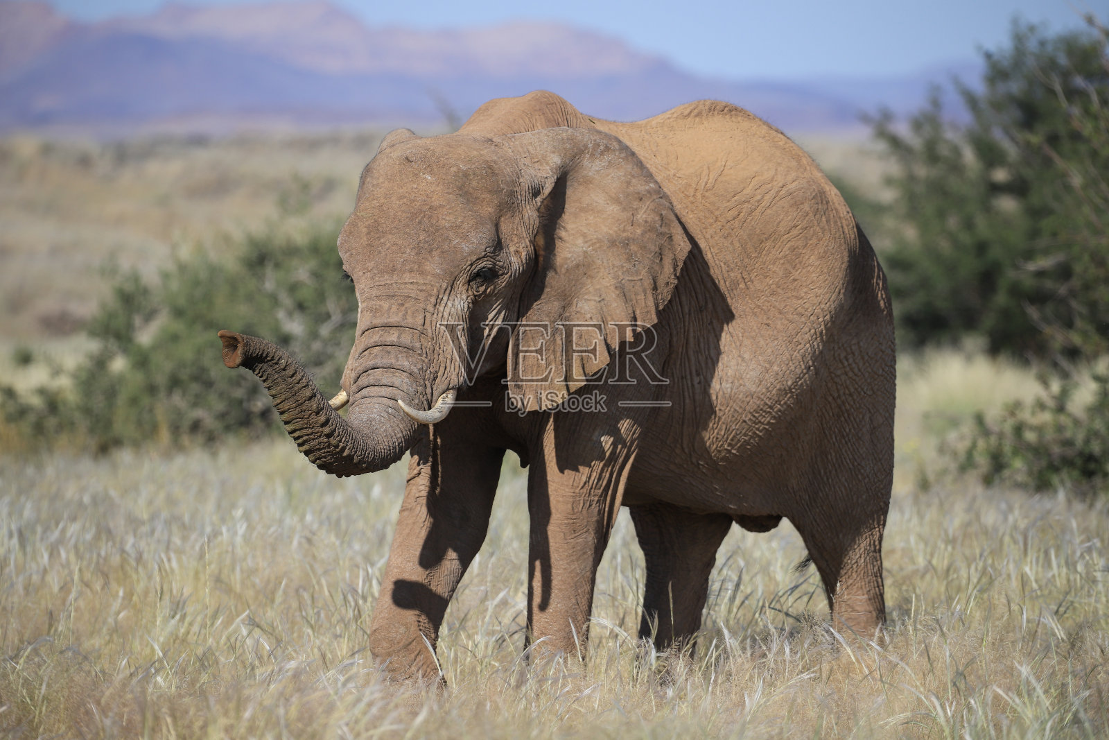 沙漠适应大象在达马拉兰的灌木丛照片摄影图片
