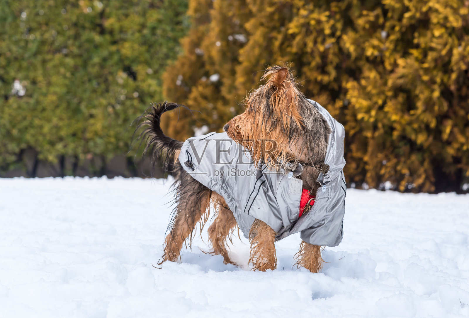 约克郡小狗在雪地上的肖像。照片摄影图片