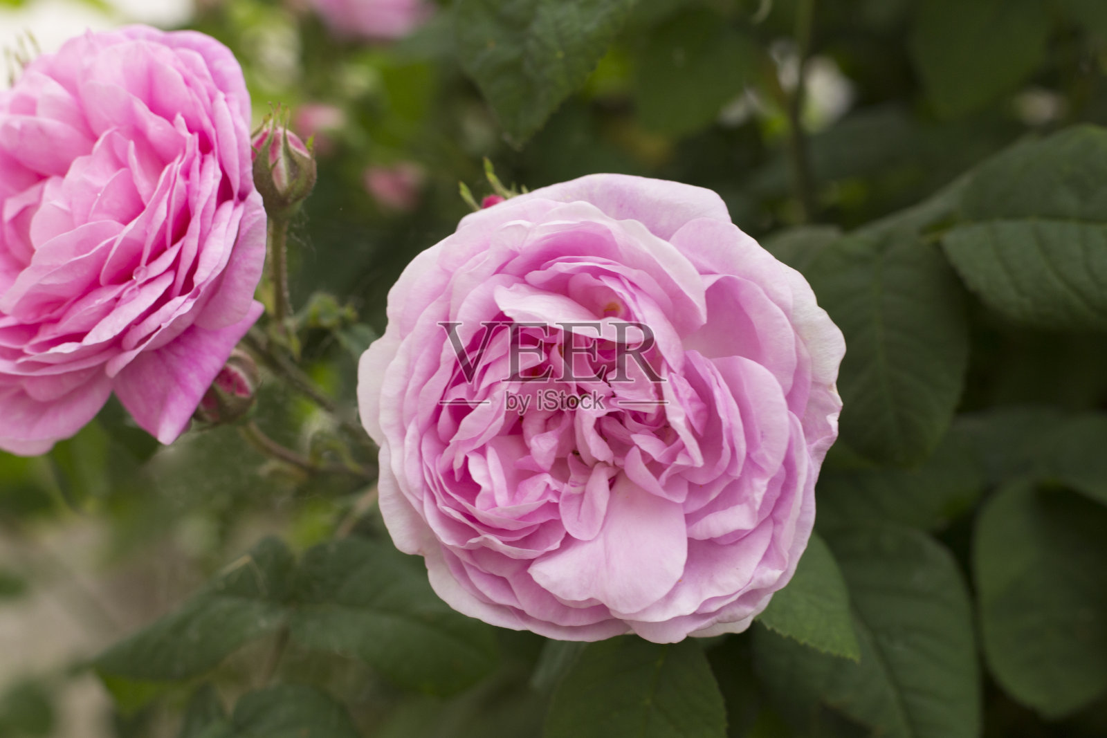花园中盛开的粉红玫瑰，特写照片摄影图片