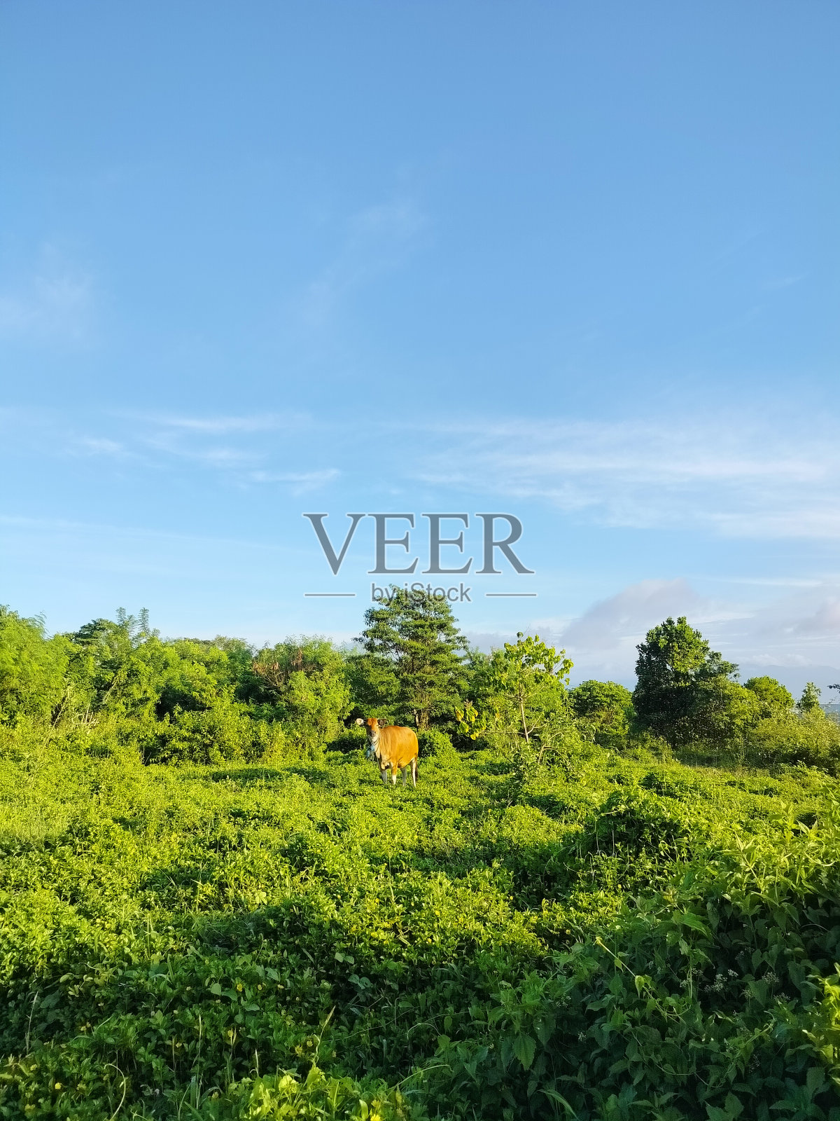 陆地上的水牛照片摄影图片