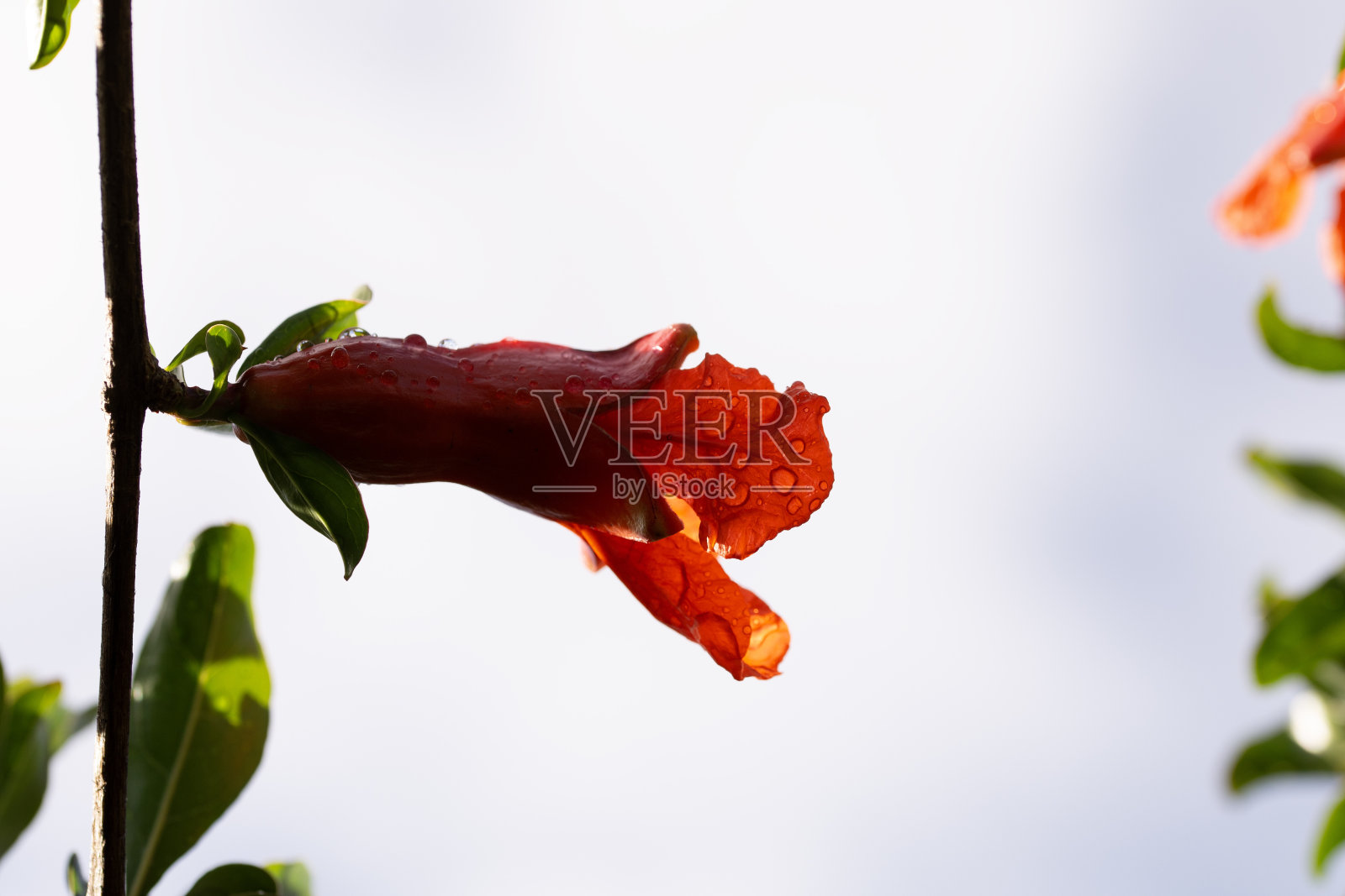 石榴花照片摄影图片