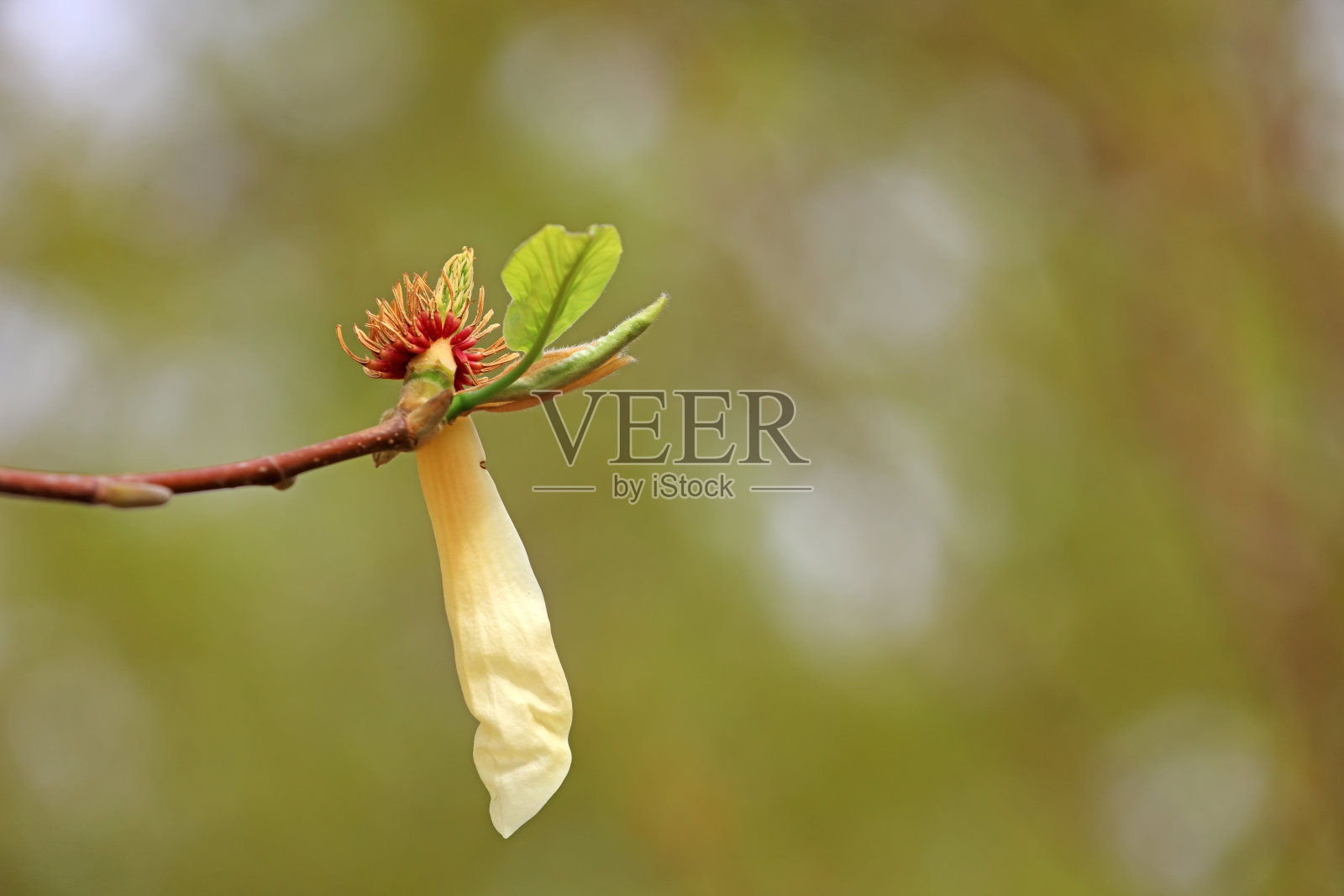 公园里盛开的木兰照片摄影图片