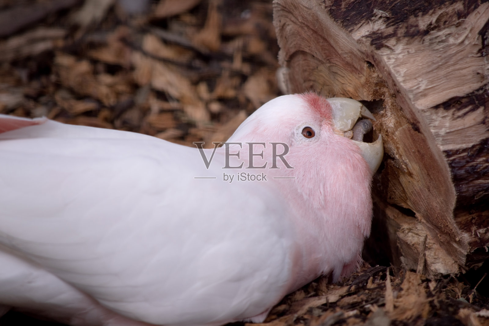 米切尔少校正在吃木头照片摄影图片