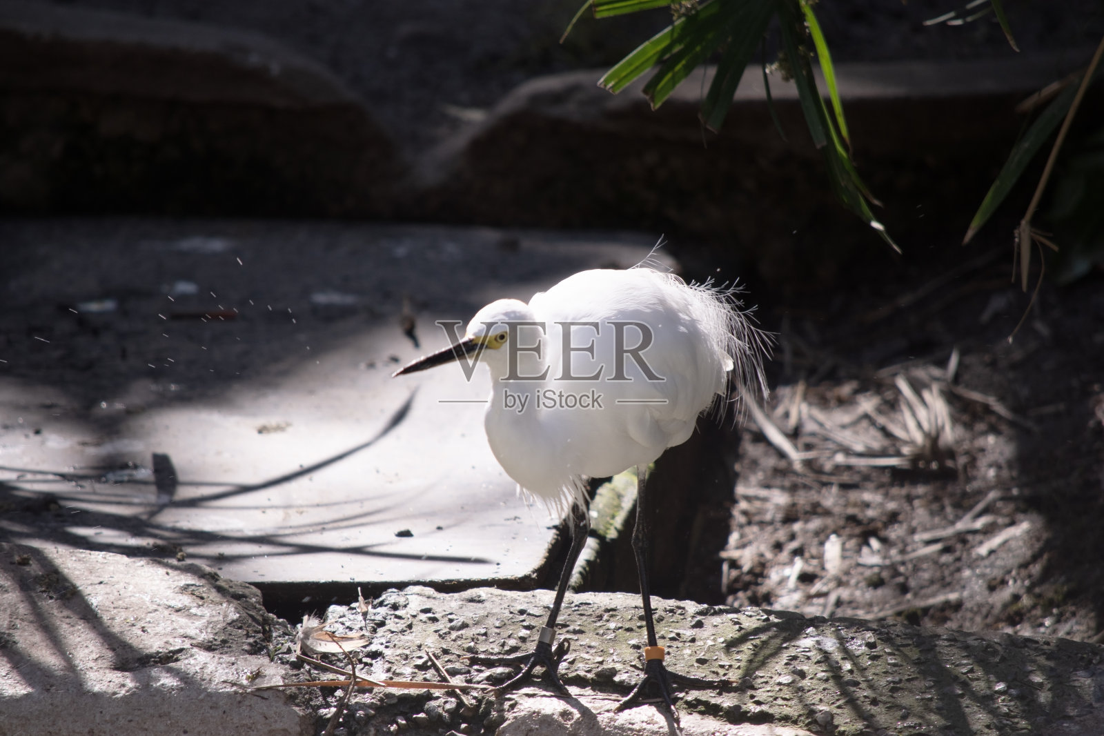 小白鹭是一种白色的鸟照片摄影图片