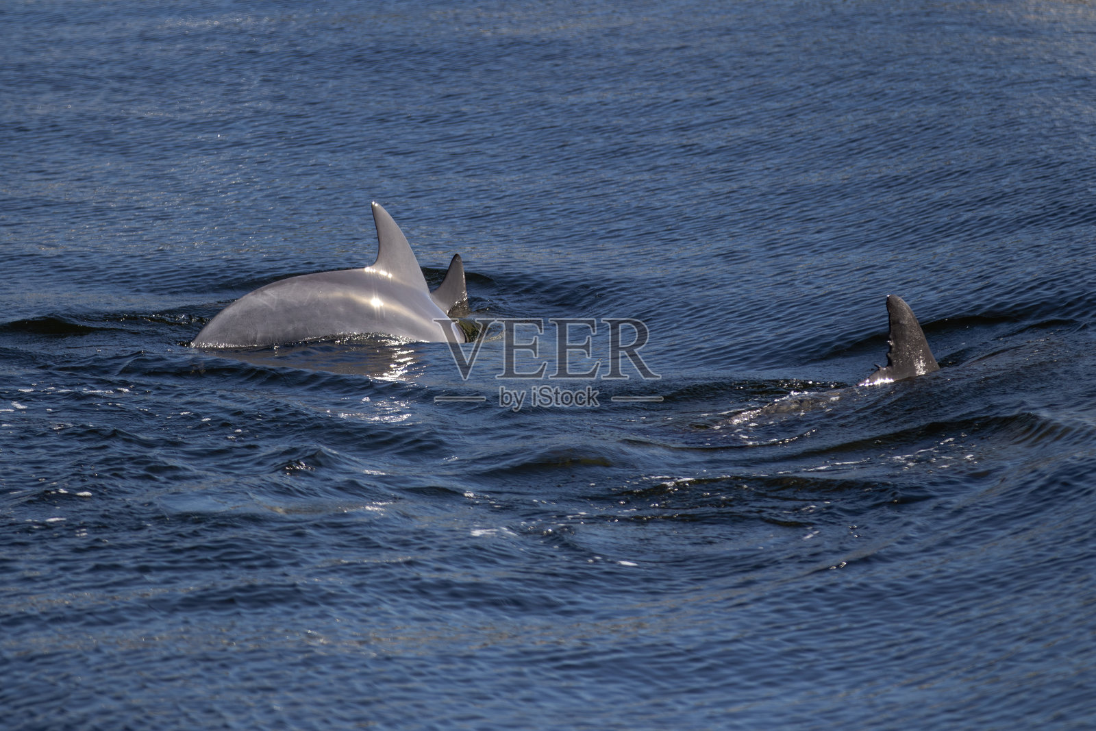 天鹅河游船景点照片摄影图片