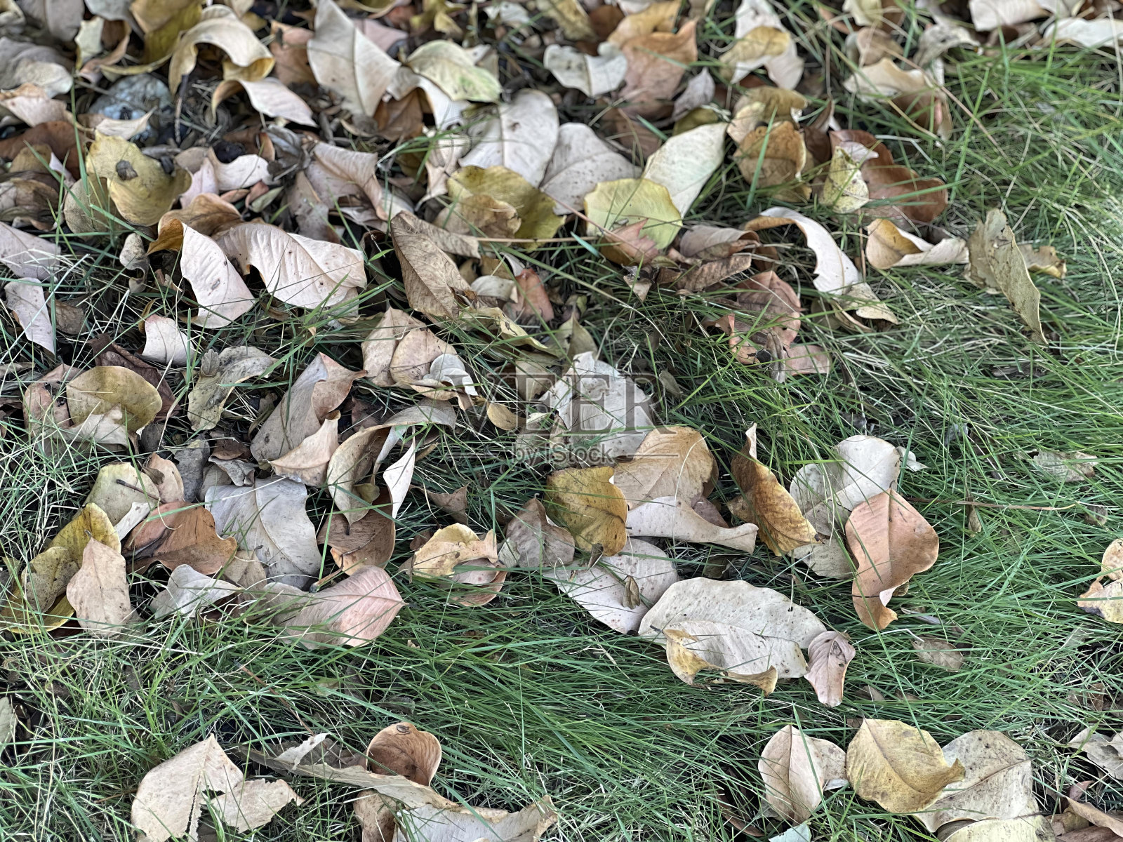 一张地上一堆树叶的照片。照片摄影图片