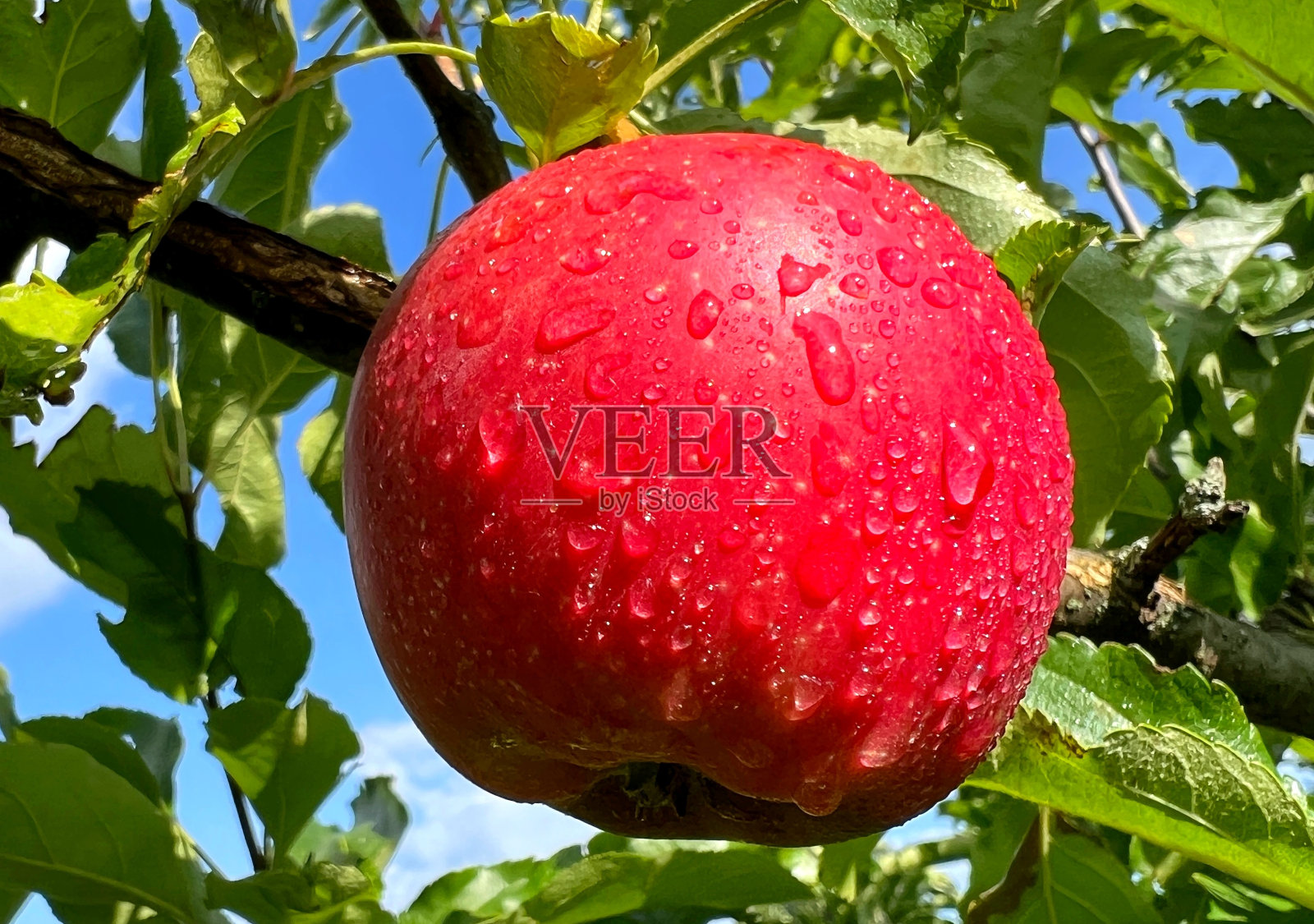 花园里树枝上的红苹果。照片摄影图片