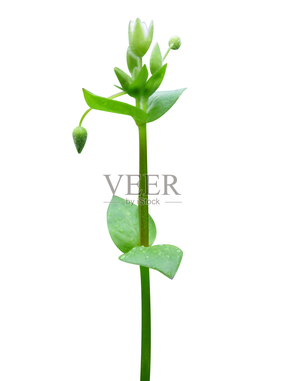 星形草或鹰嘴草照片摄影图片