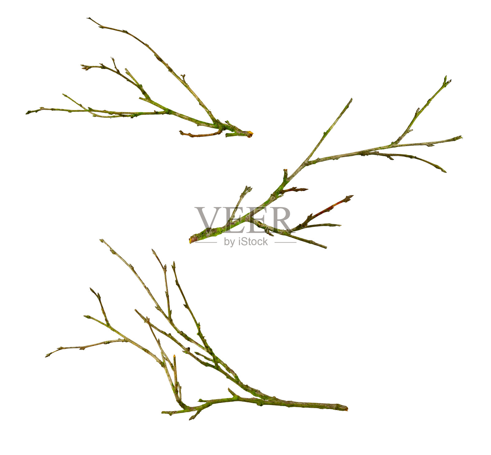 在白色孤立背景上的干枝照片摄影图片