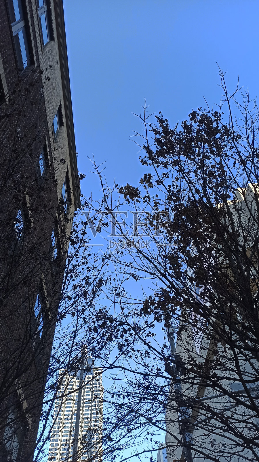 有树的建筑和晴朗的蓝天照片摄影图片