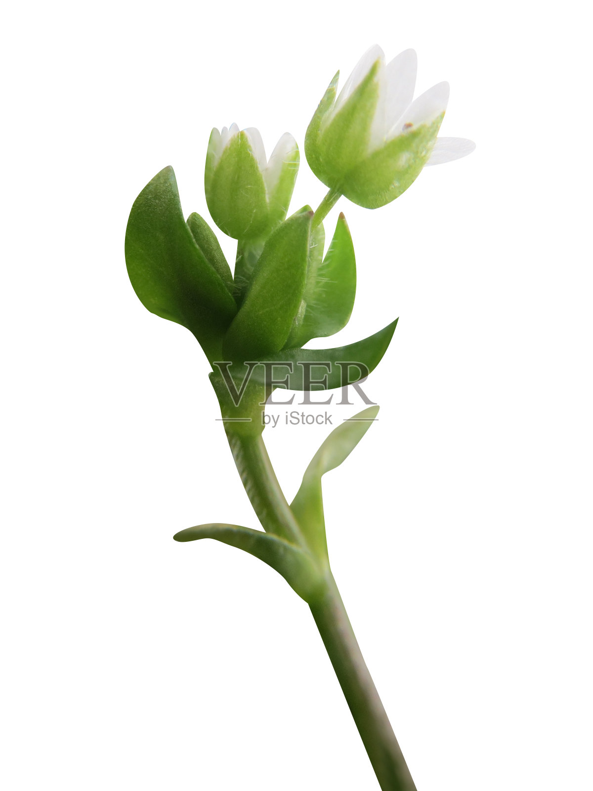 星形草或鹰嘴草照片摄影图片