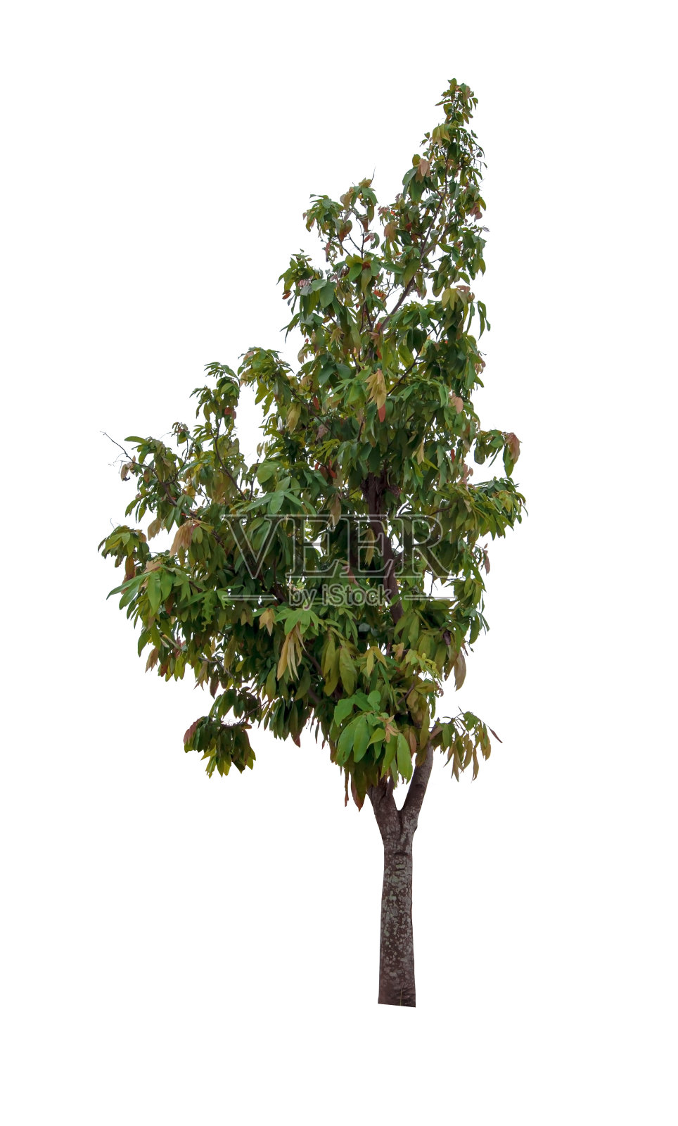 在白色背景上孤立的树照片摄影图片