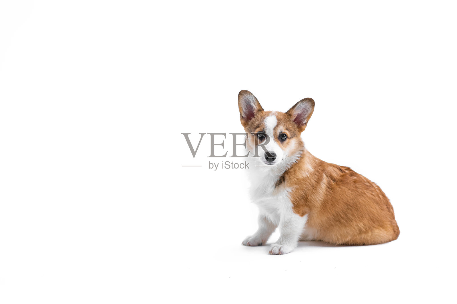 一只小彭布罗克威尔士柯基小狗的侧视图，它坐在那里看着镜头。孤立在白色背景上。快乐的小狗。理念关怀、动物生命、健康、展示、犬种照片摄影图片