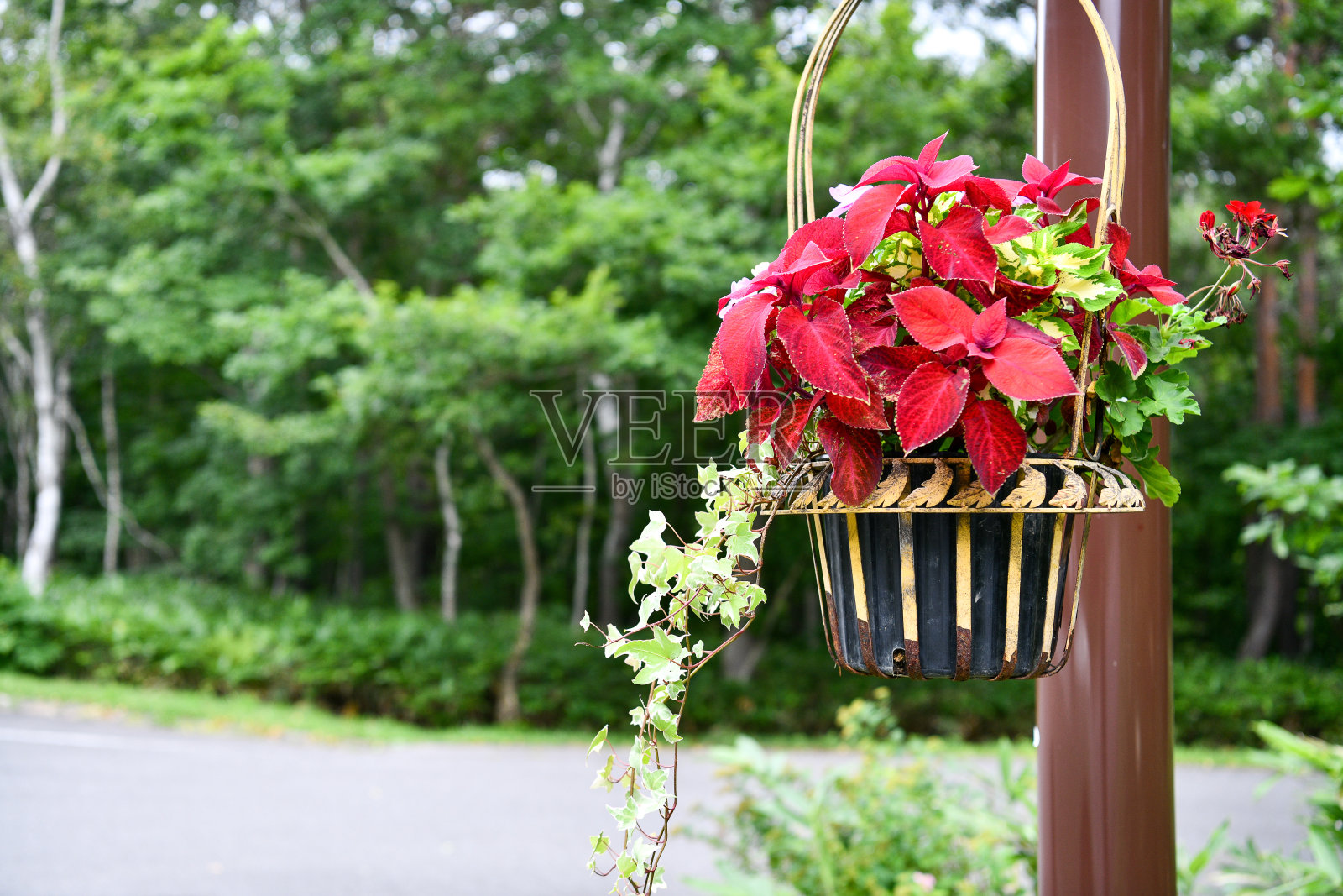 挂在篮子里的颜色照片摄影图片